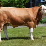 Rekordpreis für Fleckviehbulle: Medeon P*S erzielt 153.000 €